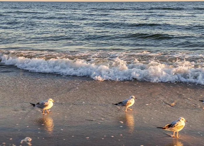 Daire Cozy In With Wifi